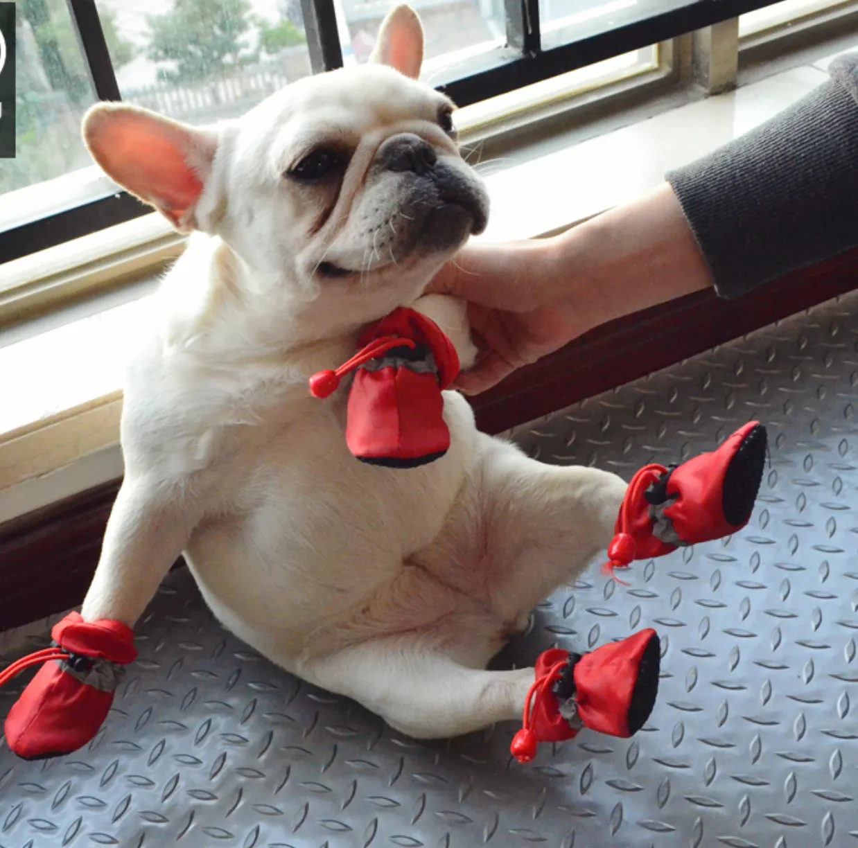 Warm Boots for frenchies (WS029)